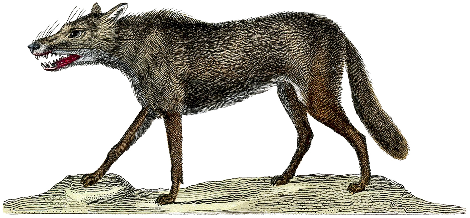 Vintage-Wolf-Image-GraphicsFairy