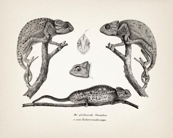 Chameleon3