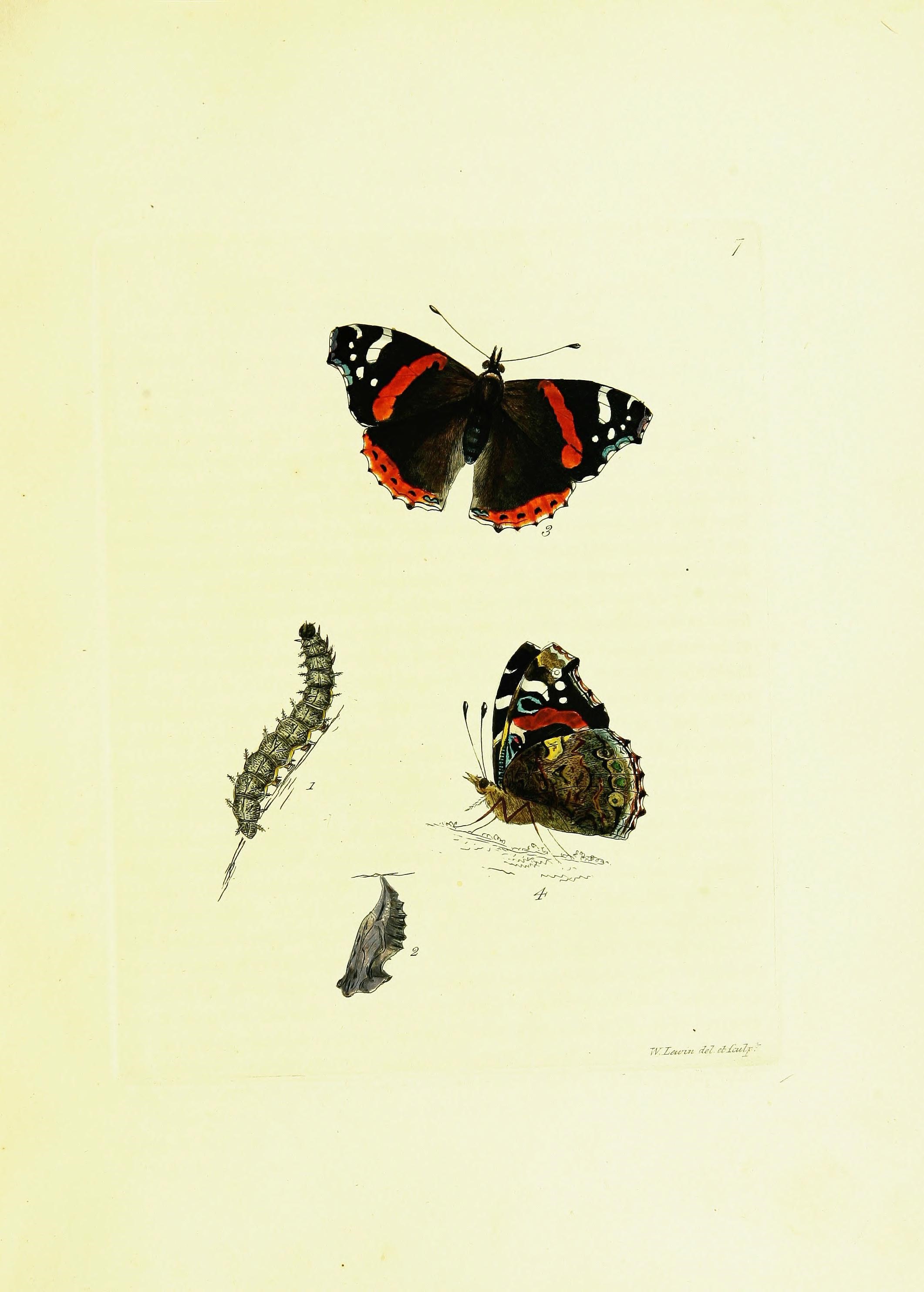 RedAdmiral