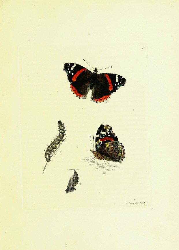 RedAdmiral