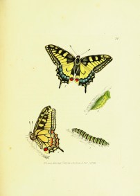 SwallowTail